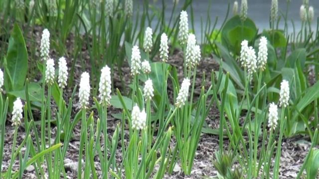 ポール・スミザー　muscari botryoides 'Album'　ムスカリ アルブム смотреть онлайн