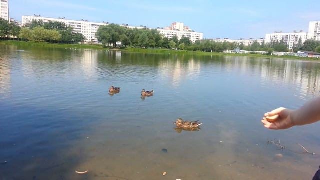 Английский с мамой. Английский для малышей. Животные на английском.