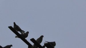 Голуби, содержание,уход