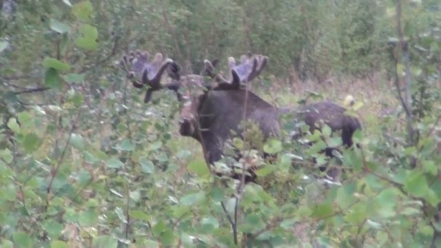 Лось охренел. Идеальный манок на лося.The perfect decoy for elk смотреть онлайн
