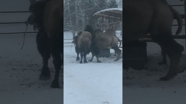 Бои без правил у верблюдов в период гона. смотреть онлайн