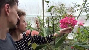 Как вырастить бугенвиллею дома. Сайт "Садовый мир"