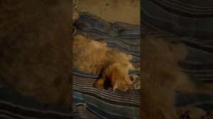 Предсмертные судороги кошки