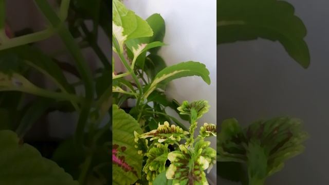Как цветёт колеус.