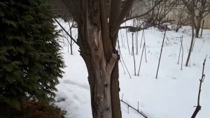 Треснула кора на клёне? Что делать.