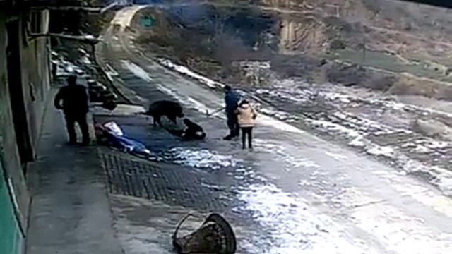 Кабан убил мужика и ранел женщину. Шокируещее видео с камеры наблюдения смотреть онлайн