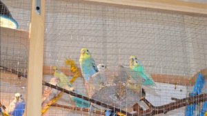 Пение волнистых попугаев 1 час.