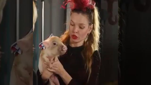 Мини-пиги. Кто такие и с чем их едят? смотреть онлайн