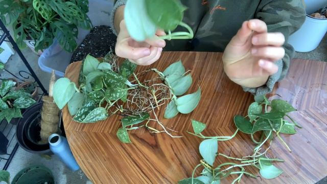 Recuperando y Trasplantando a mi Hoya Krimson Princess y a mi Scindapsus Pictus. #scindapsuspictus смотреть онлайн