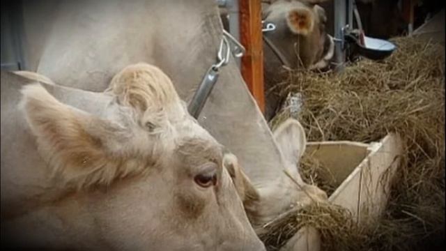 Костромская порода сельскохозяйственных коров