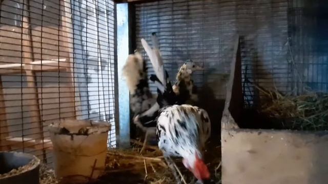 Декоративные курочки. Бантам белоухий, кохинхин карликовый, сибрайт. смотреть онлайн