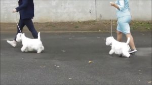 ВЕСТ ХАЙЛЕНД ВАЙТ ТЕРЬЕР, видео с выставки собак