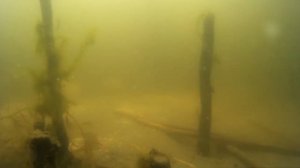 Подводные съёмки карп, карась