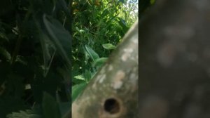 Как вынуть застрявший бур из земли!!!