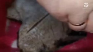 Вяленая камбала.