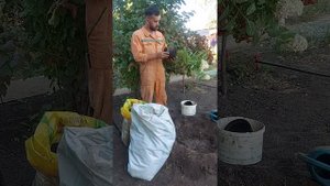 Осенняя посадка метельчатой гортензии в Сибири