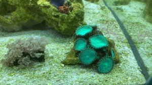 Параметры воды в моем морском аквариуме. Тест на карбонатную жесткость.