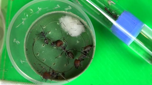 Муравьи Fellah'и - милахи, а Singularis - убийцы? смотреть онлайн