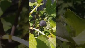 инжир "черная жемчужина" и "голландец"