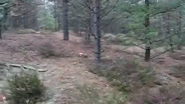 Черноголовцы (польский гриб). Рецепты маринования польского гриба
