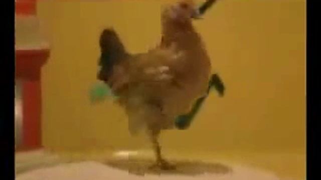 Танцы курицы!!! смотреть онлайн