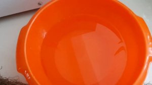 Тилландсия Уснеевидная. Tillandsia usneoides.