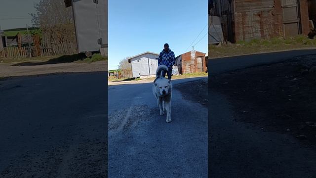 Человек собаке друг смотреть онлайн