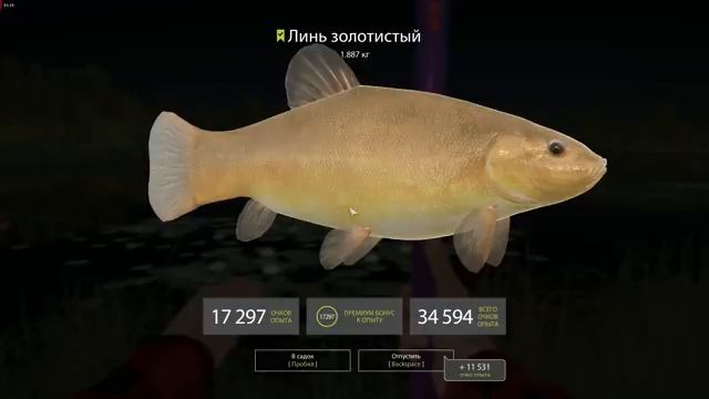 РУССКАЯ РЫБАЛКА 4. Как поймать Линя золотистого на Медвежке?!