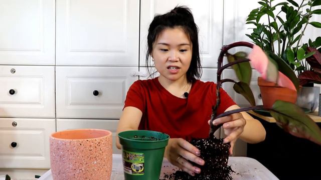 Propagating my Philodendron Pink Princess | How to get MORE PINK смотреть онлайн
