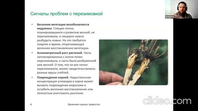 Перезимовка и весенняя оценка люцерны