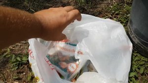 Полив и подкормка винограда после цветения.
