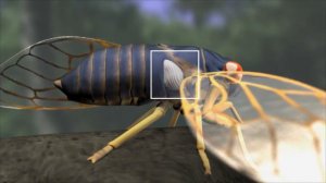 Как «поют» кузнечики, цикады и сверчки? How do grasshoppers, cicadas and crickets “sing”?