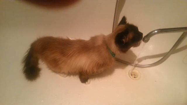 Умный кот! смотреть онлайн