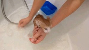 Котенок Купается / Little Kitten is Showering