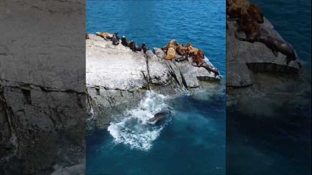 Морские львы падают в воду Sea lions fall into the water