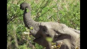 Интересные факты о слонах.