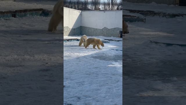 Белые медведи Ростовского зоопарка