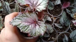 Бегония Beleaf Asian Tundra