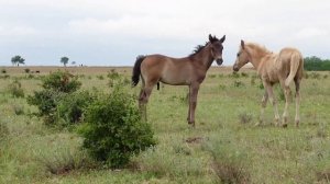 Табун диких мустангов. В горах, на природе.