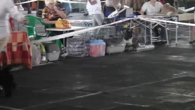 Выставка Мариуполь 30 апреля 2012 смотреть онлайн