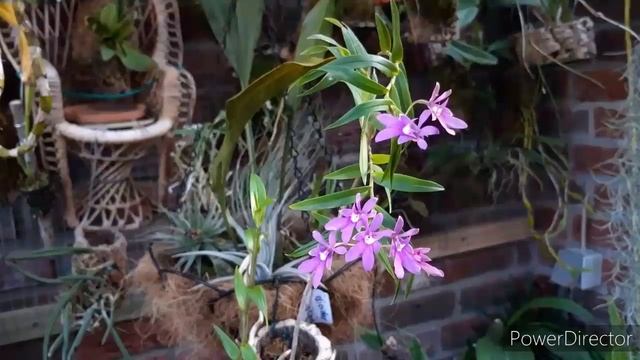 Орхидея Oerstedella centradenia или тот же Эпидендрум в домашних условиях простая и симпатичная. смотреть онлайн