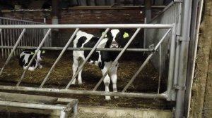 Feedwall en luchtwasser in nieuwe stal Hollander - www.melkvee.nl