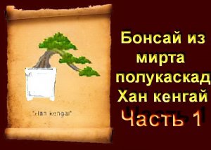 1.Бонсай из мирта стиль полукаскад формировка часть 1 Myrtle Bonsai Style Half Cascade Formation.mp4