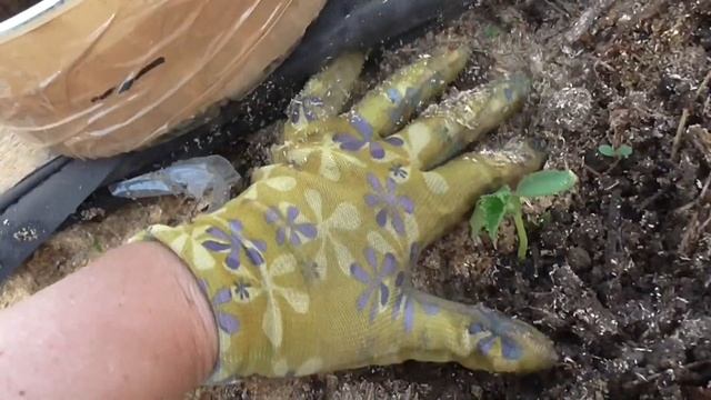 Тоннельный способ выращивания огурцов из семян на Урале. смотреть онлайн