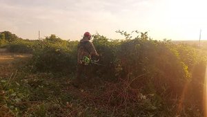 Жесткий покос ножом ежевики,или как вырезать ежевику