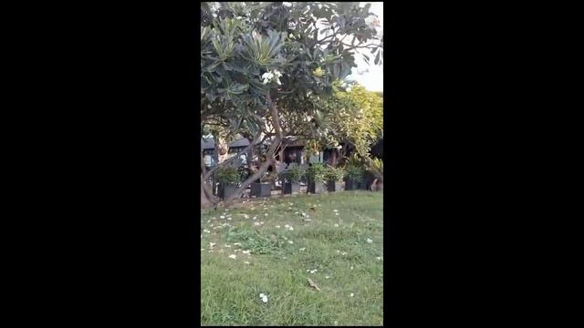 Ветер разыгрался в пальмах! Таиланд смотреть онлайн