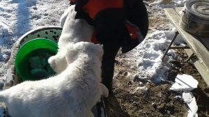 Щенки Алабай "Белый Серый"