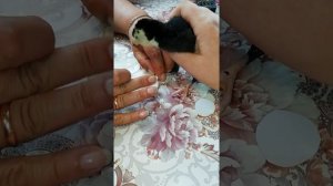 Индюки . Искривление пальцев у индюшат