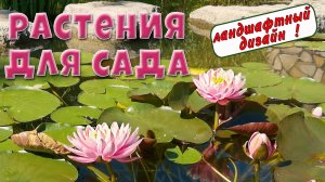 Ландшафтный дизайн. Красивые растения для сада.