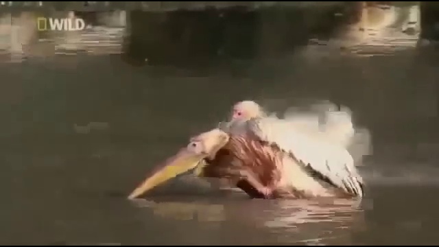 Разборки Крокодилов